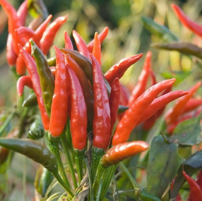 Organic Pusa Sadabahar Chilly Seeds - Open Pollinated