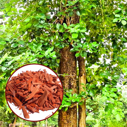 Red Sandalwood (Rakta Chandan) Plant