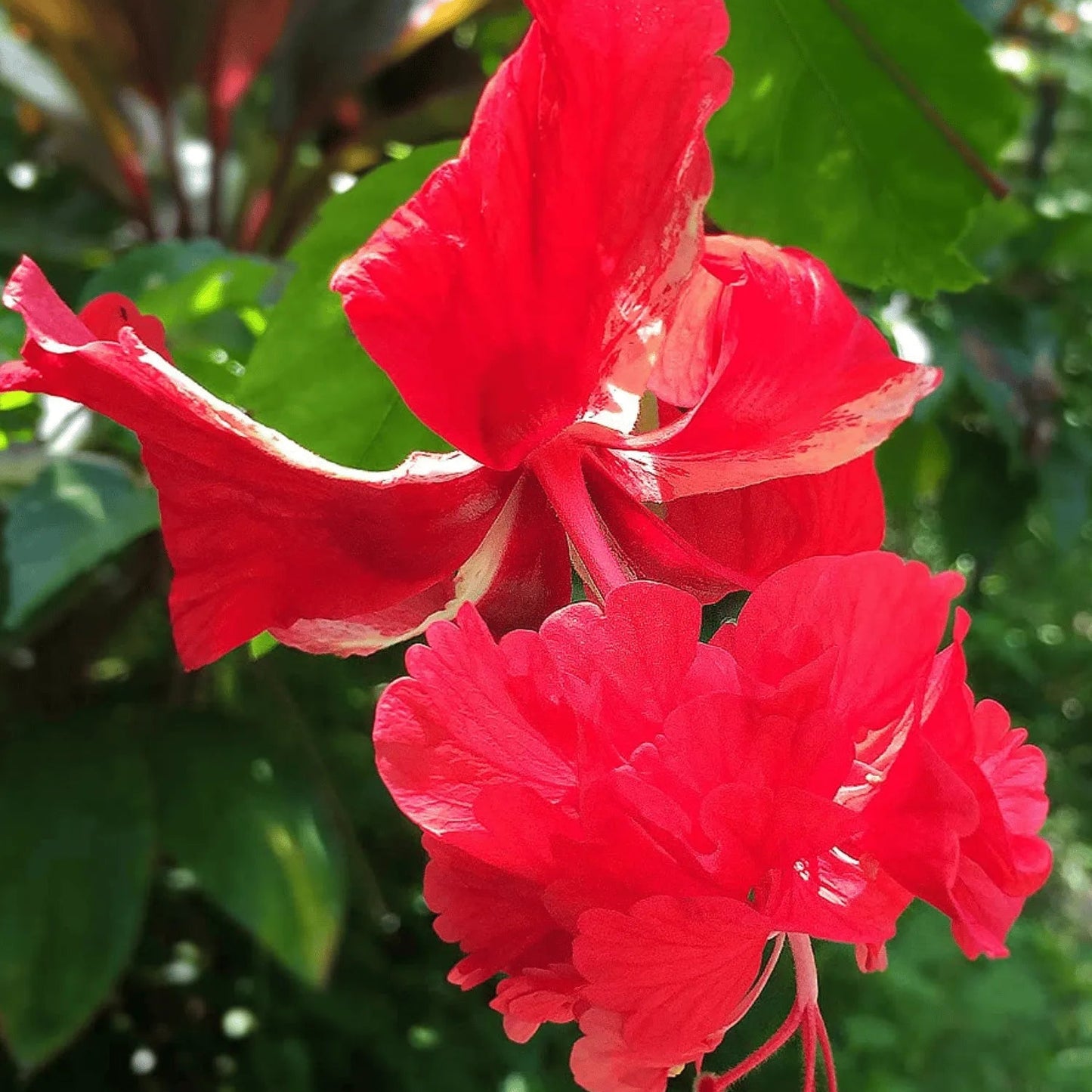 Hibiscus Red Hanging Double Petal (Desi Variety All Time Flowering Live Plant