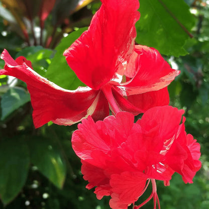 Hibiscus Red Hanging Double Petal (Desi Variety All Time Flowering Live Plant