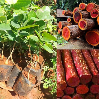 Red Sandalwood (Rakta Chandan) Plant