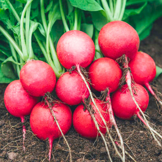 Red Round Radish Seeds - Hybrid