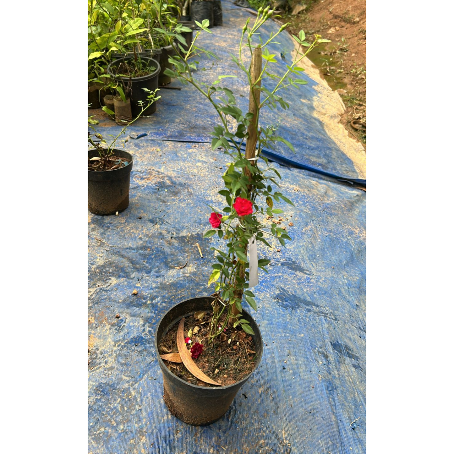 Red, White & Pink Creeper/ Climbing Rose Combo Live Plant