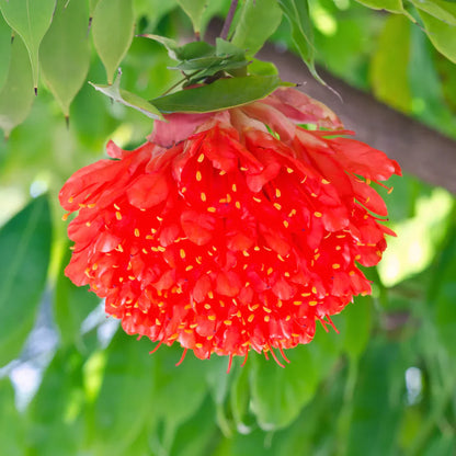 Rose of Venezuela Layered Live Flowering Plant (Brownea)