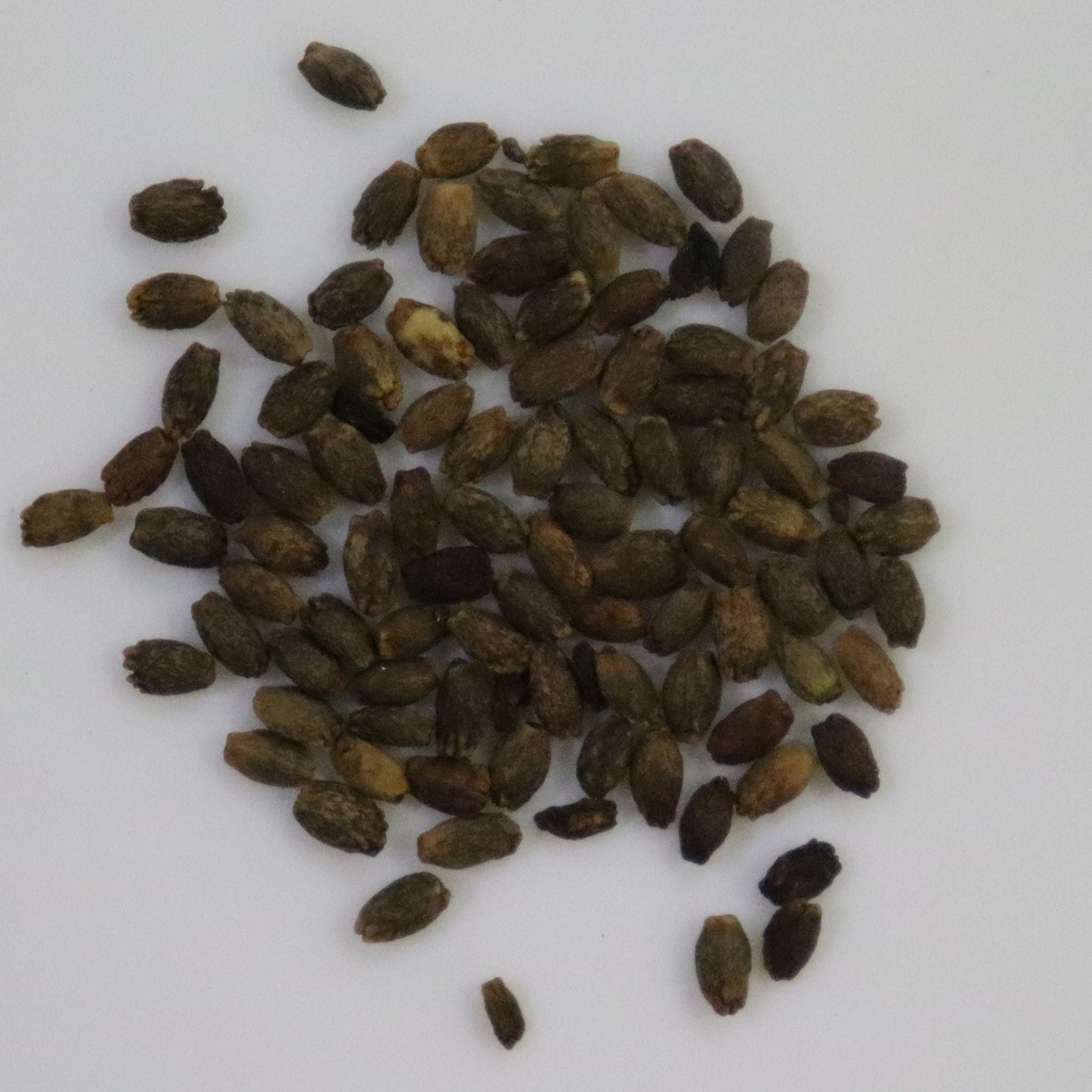 Salvia Splendens Red Seeds