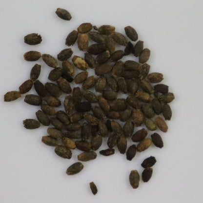 Salvia Splendens Red Seeds