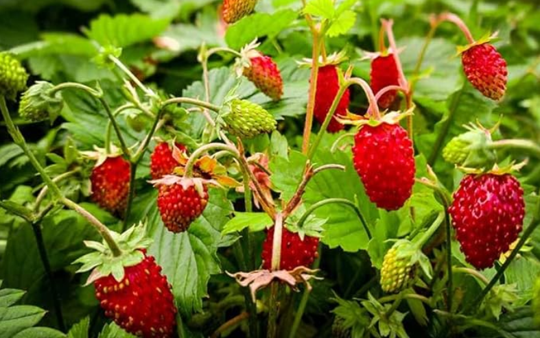 Desi Strawberry Live Plant