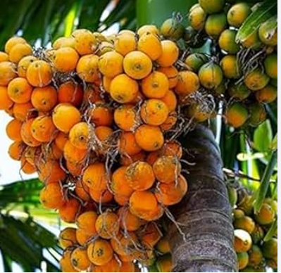 Mangala Betel Nut Tree Live Plant