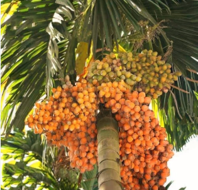 Desi Betal Nut Tree live plant