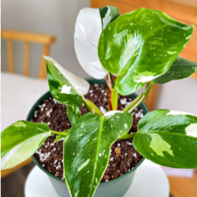 Philodendron white princess Indoor / Outdoor Live Plant
