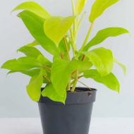 Philodendron Ceylon gold Indoor/ Out door plants