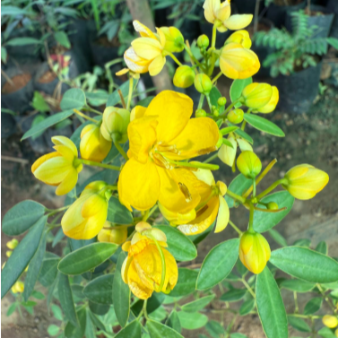 Dwarf Cassia Yellow All Time Flowering Live Plant