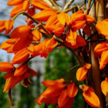 Juanulloa Mexicana All Time Flowering Live Plant