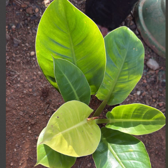 Moon Philodendron Live Plant