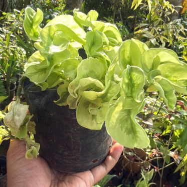 Twisted Pedilanthus (Devil’s Backbone) Indoor / Outdoor Live Plant