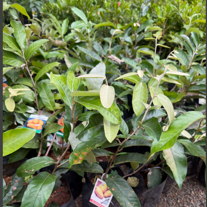 Olosappo (Manilkara hexandra ) Fruit Plant