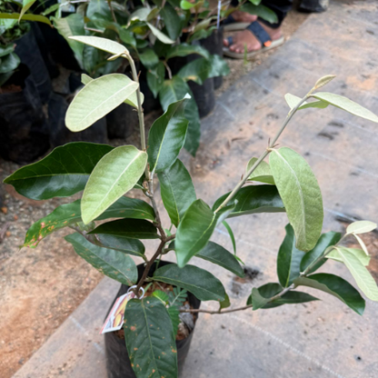 Olosappo (Manilkara hexandra ) Fruit Plant
