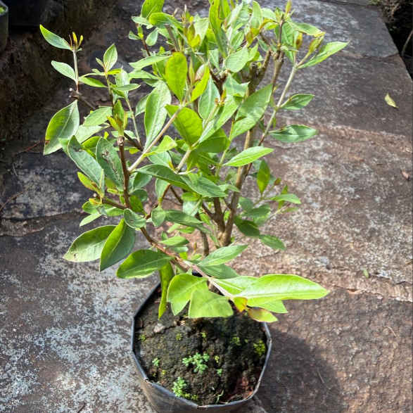 Henna Bonsai Live Plant