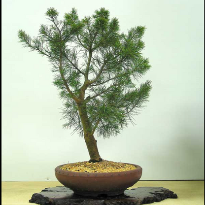 Bush Kattadi Casuarina Bonsai Tree Live Plant