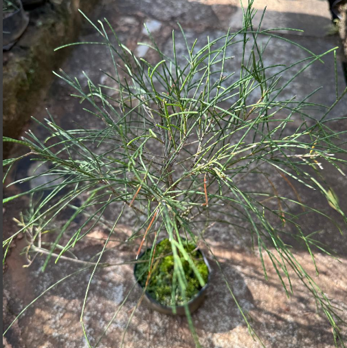 Bush Kattadi Casuarina Bonsai Tree Live Plant