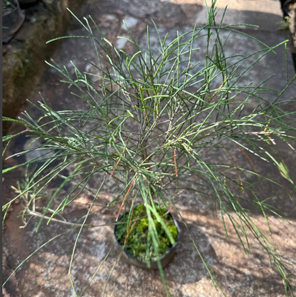 Bush Kattadi Casuarina Bonsai Tree Live Plant