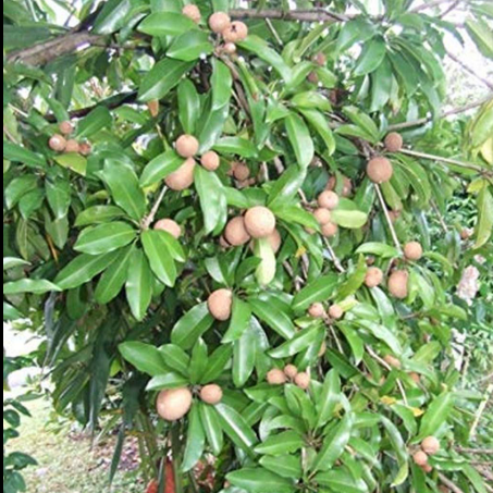 Sappota (Chikoo) Bonsai Live Plant