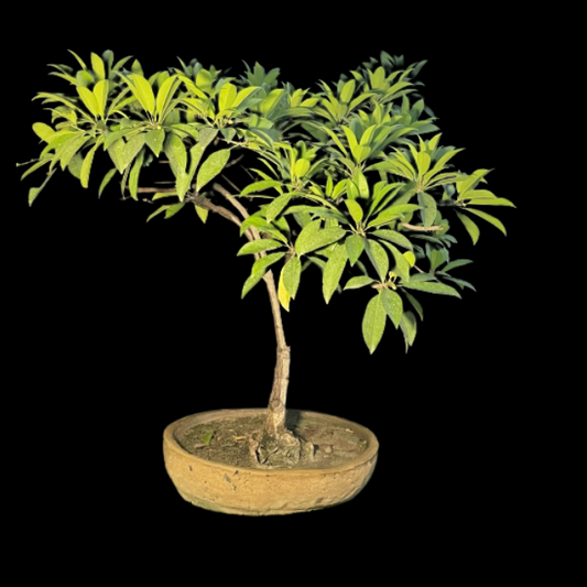 Sappota (Chikoo) Bonsai Live Plant