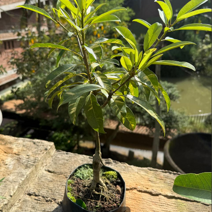 Sappota (Chikoo) Bonsai Live Plant