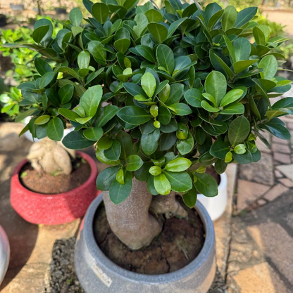 Ficus Microcarpa Live Bonsai Plant