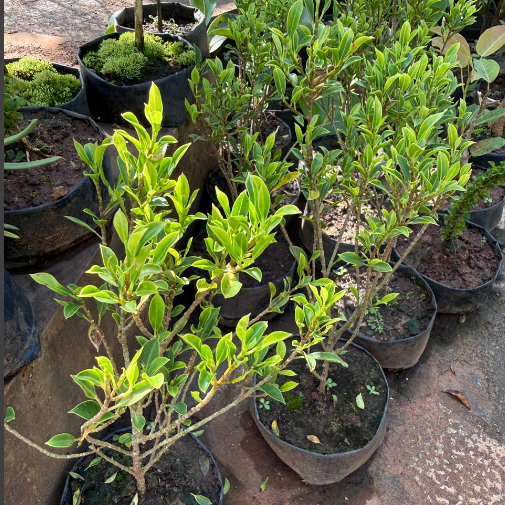 Ficus Microcarpa Live Bonsai Plant