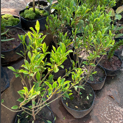 Ficus Microcarpa Live Bonsai Plant