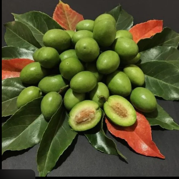 Ceylon Olive Bonsai Fruit Tree Live Plant