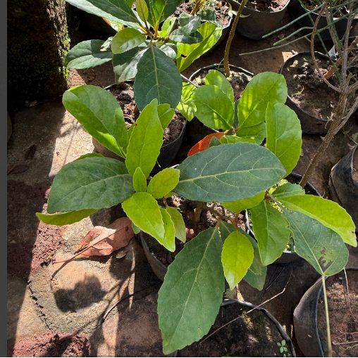 Ceylon Olive Bonsai Fruit Tree Live Plant