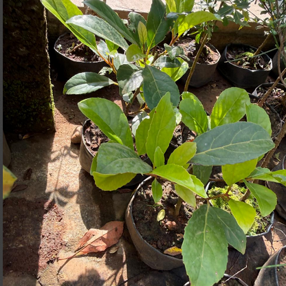 Ceylon Olive Bonsai Fruit Tree Live Plant