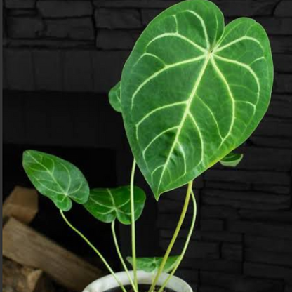 Anthurium Magnificum (small Size) Rare Indoor Live Plant