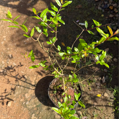 Pomegranate Bonsai Live Plant