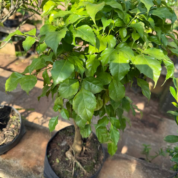 China Doll Bonsai Live Plant