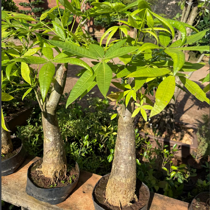 Pachira Aquatica ‘Money Tree Bonsai’ Live Plant