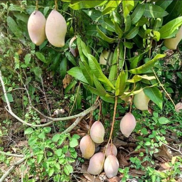 Totapuri Mango Live Plant