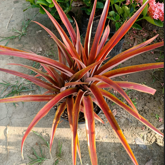 Ornamental Red Leaf Pineapple Plant