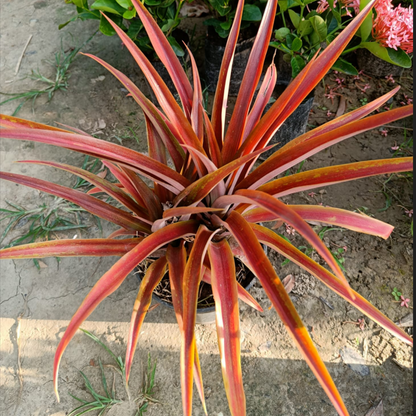 Ornamental Red Leaf Pineapple Plant