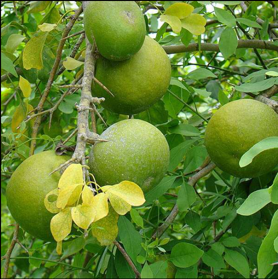 3 leaves (Trifoliate)  Vilvam/ Bilva (Aegle marmelos) Live Plant