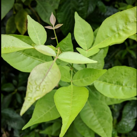 3 leaves (Trifoliate)  Vilvam/ Bilva (Aegle marmelos) Live Plant