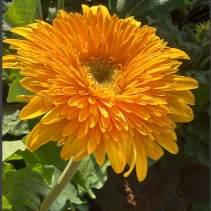 Gerbera Yellow Flowering Live Plant