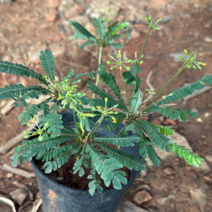 Mukkutti Yellow Flowering Live Plant