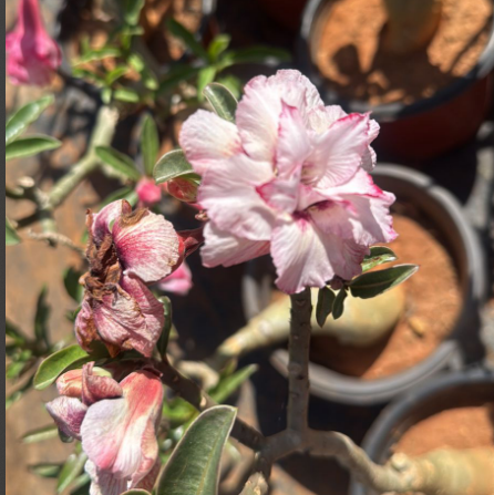 Adenium Pink White Double Petal Desert Rose