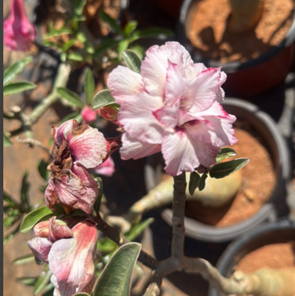 Adenium Pink White Double Petal Desert Rose