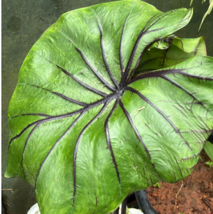 Colocasia ‘Pharaoh’s Mask’ Live Plant