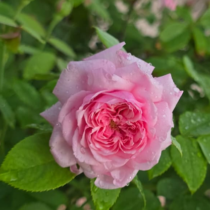British Queen- Pink  DA Rose Live Plant