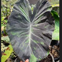 Colocasia ‘Midnight Esculenta’ – Rare Black Live plant